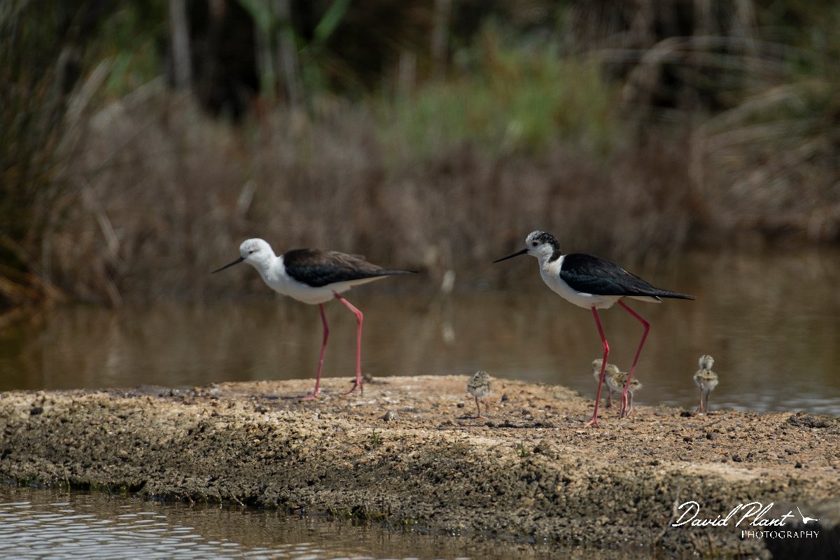 DPPhotography - Mallorca - Black-winged stilt - G.jpg - Black-winged stilt - s'Albufera, Mallorca