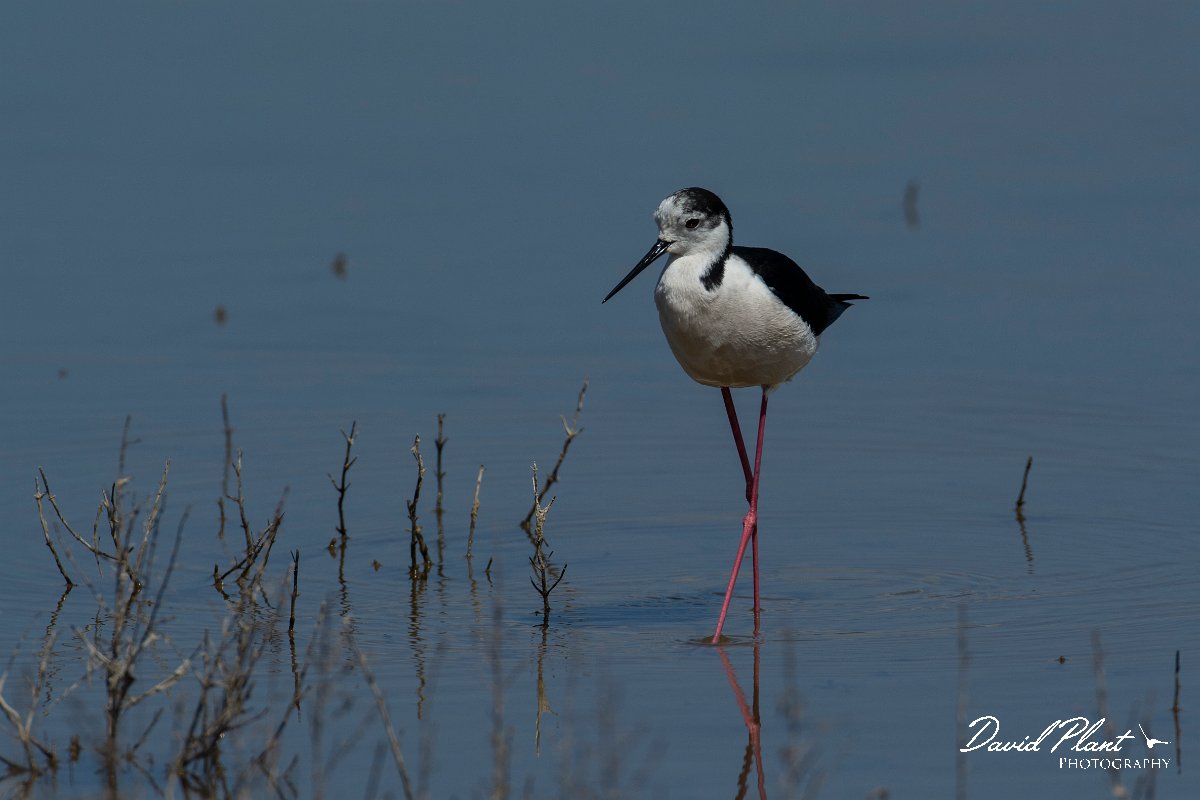 DPPhotography - Mallorca - Black-winged stilt - H.jpg - Black-winged stilt - s'Albufera, Mallorca