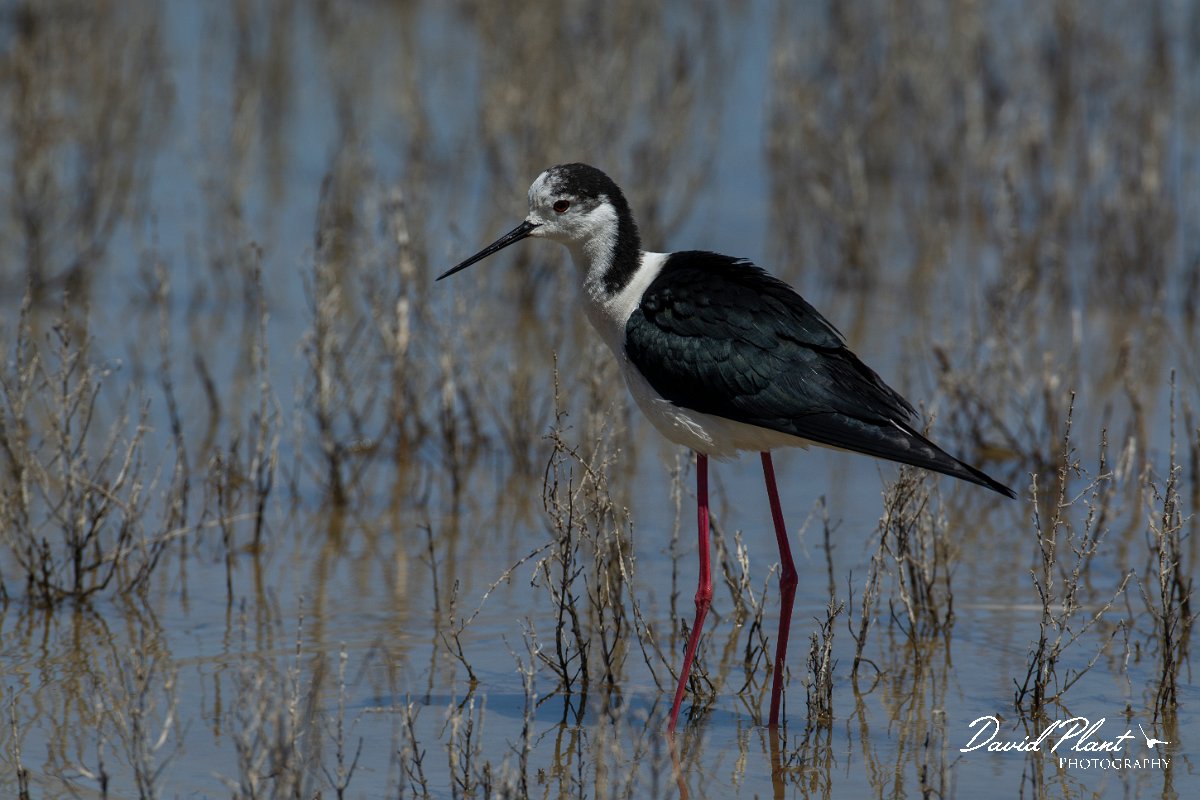 DPPhotography - Mallorca - Black-winged stilt - J.jpg - Black-winged stilt - s'Albufera, Mallorca
