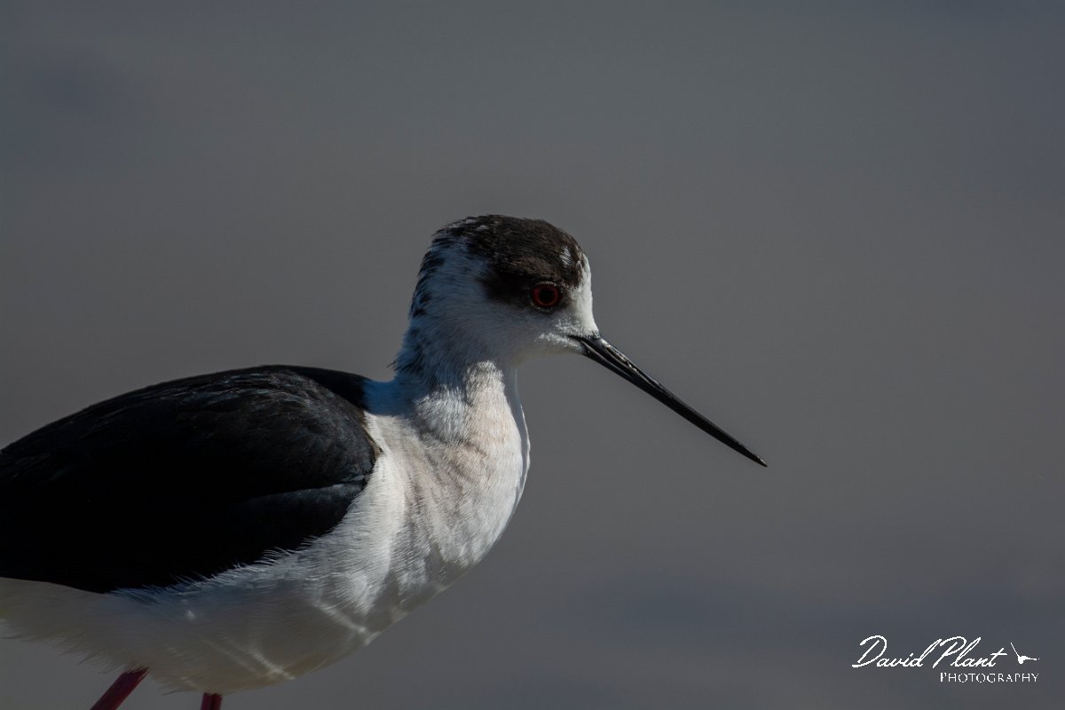 DPPhotography - Mallorca - Black-winged stilt - L.jpg - Black-winged stilt - s'Albufera, Mallorca