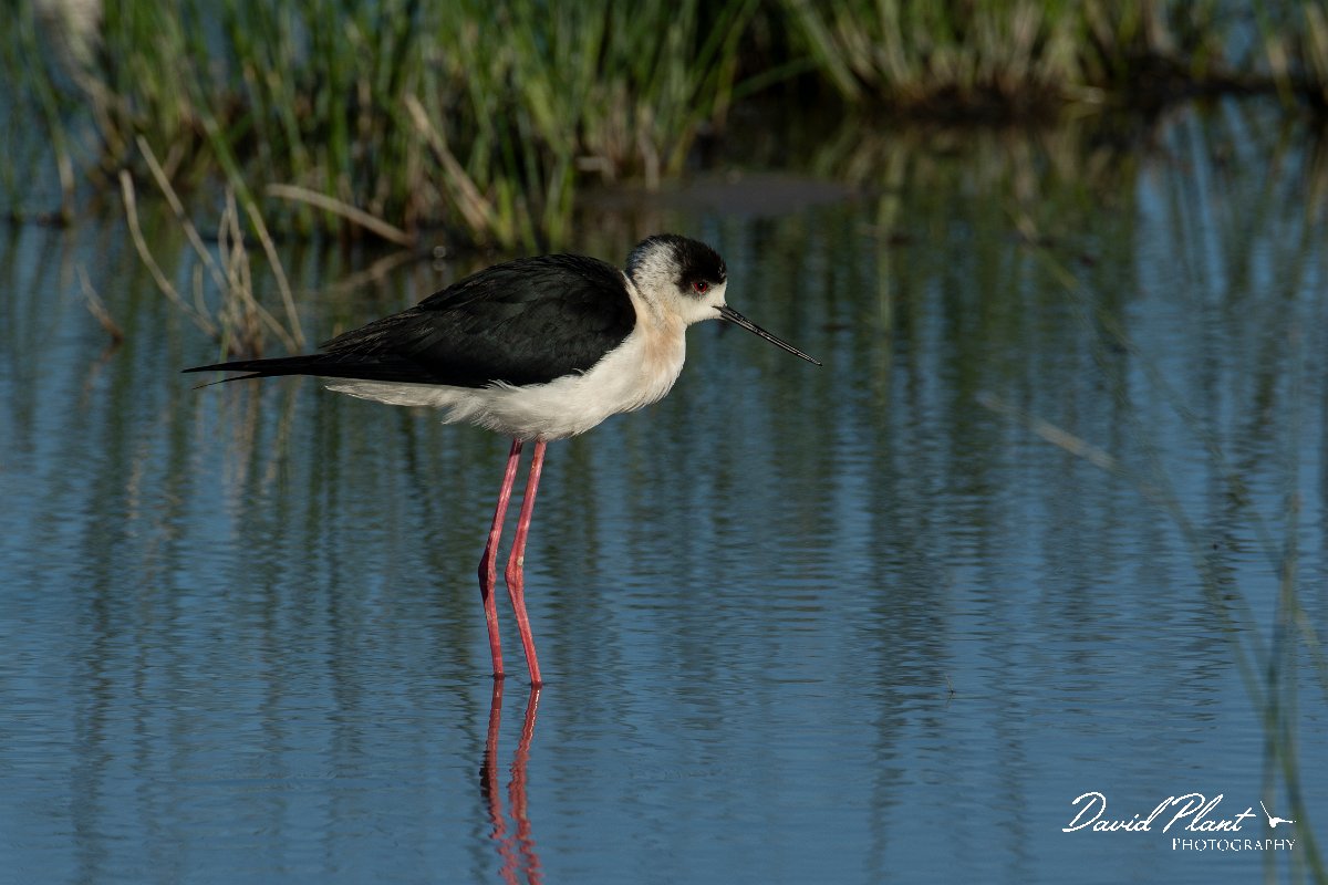 DPPhotography - Mallorca - Black-winged stilt - M.jpg - Black-winged stilt - s'Albufera, Mallorca