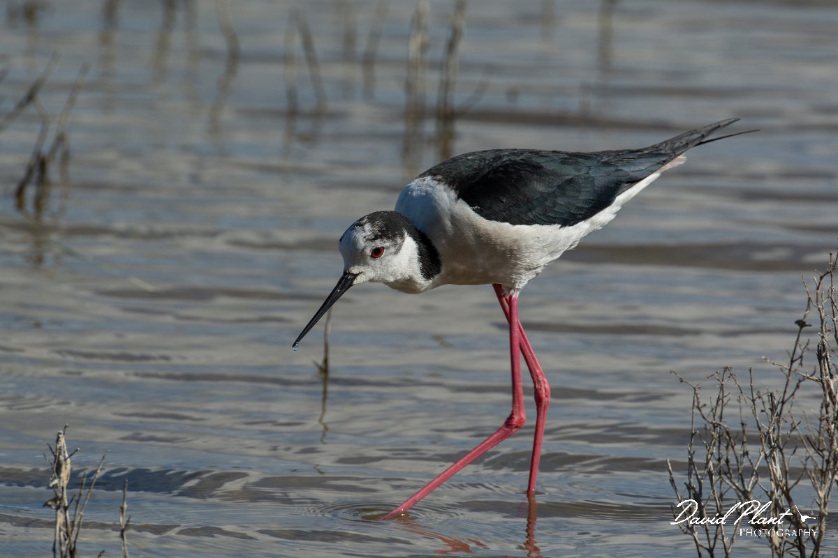 DPPhotography - Mallorca - Black-winged stilt - T.jpg - Black-winged stilt - s'Albufera, Mallorca