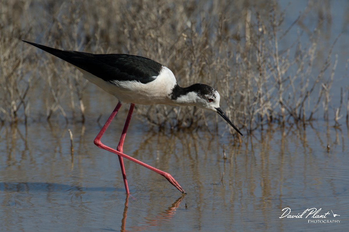 DPPhotography - Mallorca - Black-winged stilt - V.jpg - Black-winged stilt - s'Albufera, Mallorca