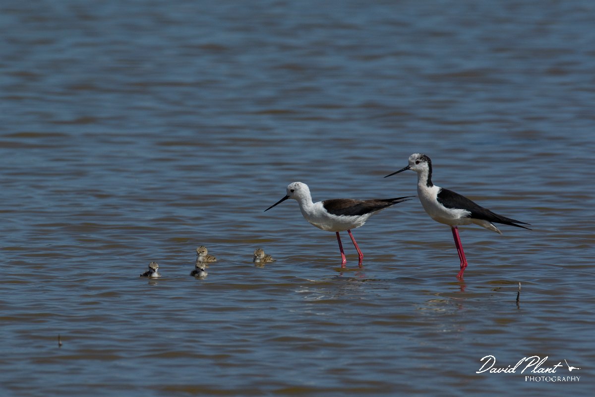 DPPhotography - Mallorca - Black-winged stilt - Y.jpg - Black-winged stilt - s'Albufera, Mallorca
