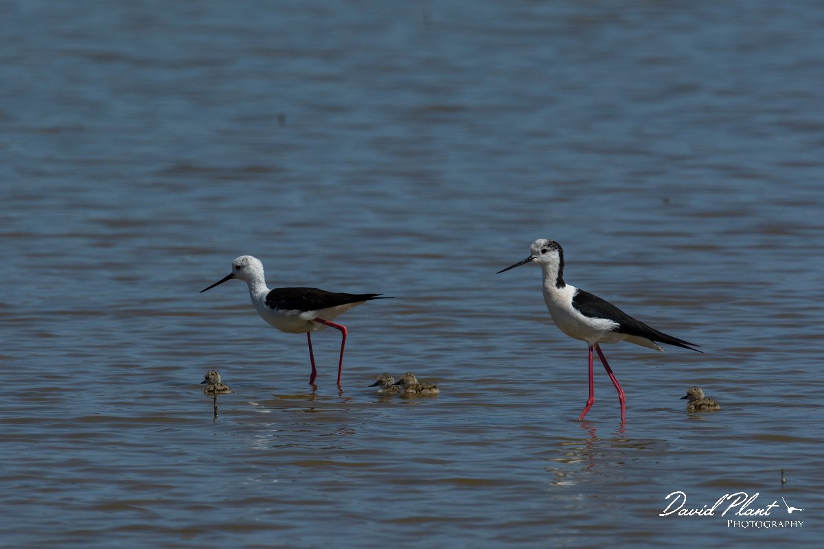 DPPhotography - Mallorca - Black-winged stilt - Z.jpg - Black-winged stilt - s'Albufera, Mallorca