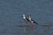 DPPhotography - Mallorca - Black-winged stilt - AA