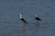 DPPhotography - Mallorca - Black-winged stilt - AB