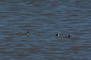 DPPhotography - Mallorca - Black-winged stilt - AC