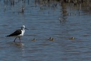 DPPhotography - Mallorca - Black-winged stilt - AD