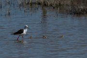 DPPhotography - Mallorca - Black-winged stilt - AE