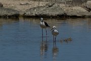 DPPhotography - Mallorca - Black-winged stilt - AF