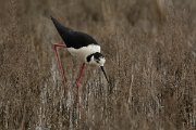 DPPhotography - Mallorca - Black-winged stilt - AG