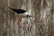 DPPhotography - Mallorca - Black-winged stilt - AH