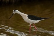 DPPhotography - Mallorca - Black-winged stilt - AI
