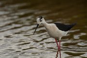 DPPhotography - Mallorca - Black-winged stilt - AJ