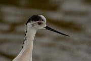 DPPhotography - Mallorca - Black-winged stilt - AK