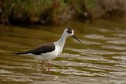 DPPhotography - Mallorca - Black-winged stilt - AM