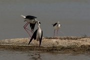 DPPhotography - Mallorca - Black-winged stilt - AN