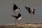 DPPhotography - Mallorca - Black-winged stilt - AO