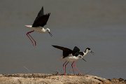 DPPhotography - Mallorca - Black-winged stilt - AP
