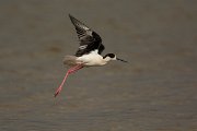 DPPhotography - Mallorca - Black-winged stilt - AR