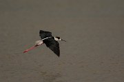 DPPhotography - Mallorca - Black-winged stilt - AS