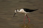 DPPhotography - Mallorca - Black-winged stilt - AT
