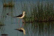 DPPhotography - Mallorca - Black-winged stilt - B