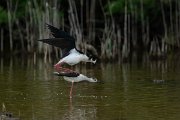 DPPhotography - Mallorca - Black-winged stilt - C