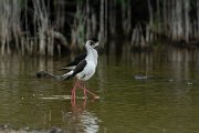 DPPhotography - Mallorca - Black-winged stilt - D