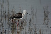 DPPhotography - Mallorca - Black-winged stilt - E