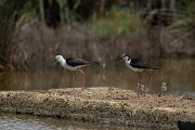 DPPhotography - Mallorca - Black-winged stilt - G