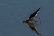 DPPhotography - Mallorca - Black-winged stilt - I