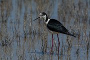 DPPhotography - Mallorca - Black-winged stilt - J