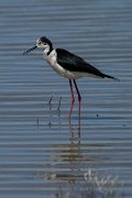 DPPhotography - Mallorca - Black-winged stilt - K