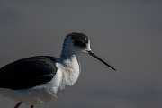DPPhotography - Mallorca - Black-winged stilt - L