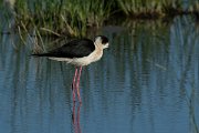 DPPhotography - Mallorca - Black-winged stilt - M