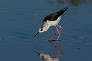 DPPhotography - Mallorca - Black-winged stilt - N