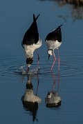 DPPhotography - Mallorca - Black-winged stilt - O