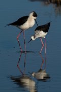 DPPhotography - Mallorca - Black-winged stilt - P