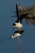 DPPhotography - Mallorca - Black-winged stilt - Q
