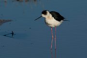 DPPhotography - Mallorca - Black-winged stilt - S