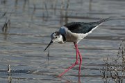 DPPhotography - Mallorca - Black-winged stilt - T