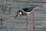 DPPhotography - Mallorca - Black-winged stilt - U