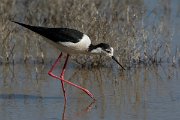 DPPhotography - Mallorca - Black-winged stilt - V