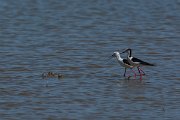 DPPhotography - Mallorca - Black-winged stilt - W