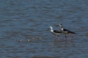 DPPhotography - Mallorca - Black-winged stilt - X
