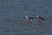DPPhotography - Mallorca - Black-winged stilt - Y