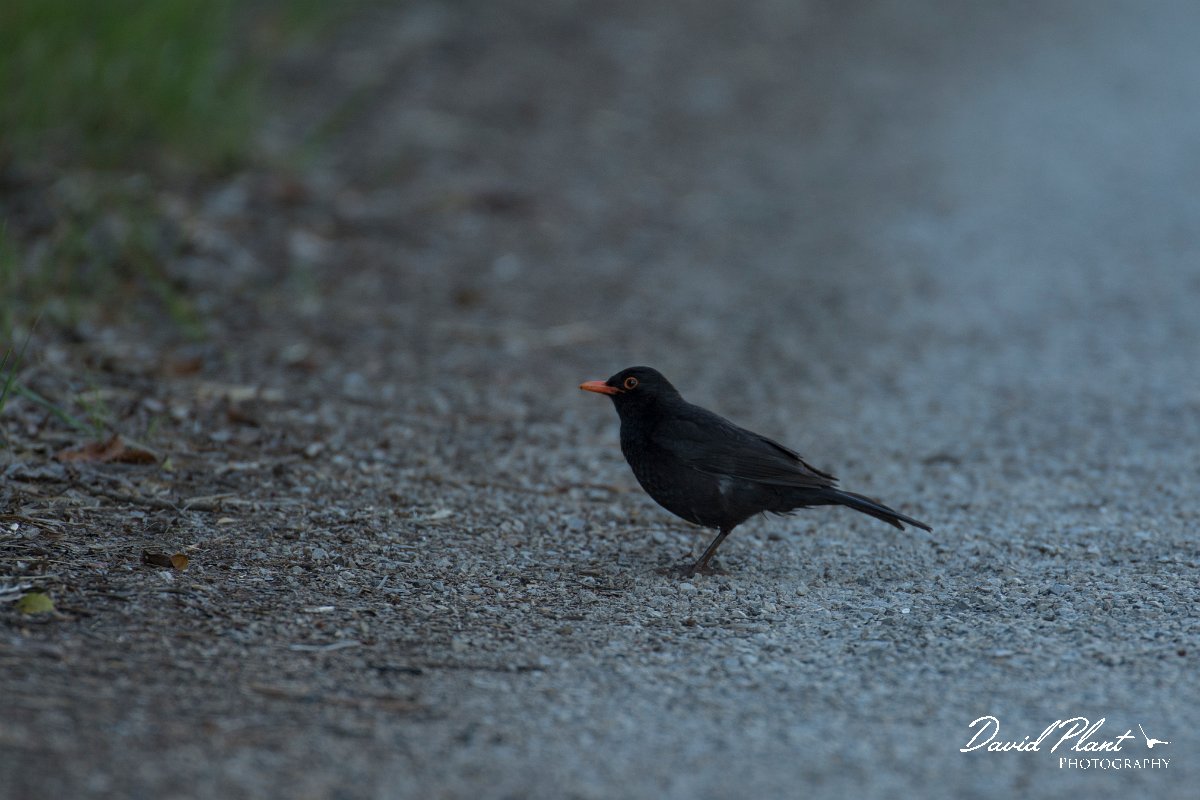 DPPhotography - Mallorca - Blackbird - A.jpg - Blackbird - s'Albufera, Mallorca