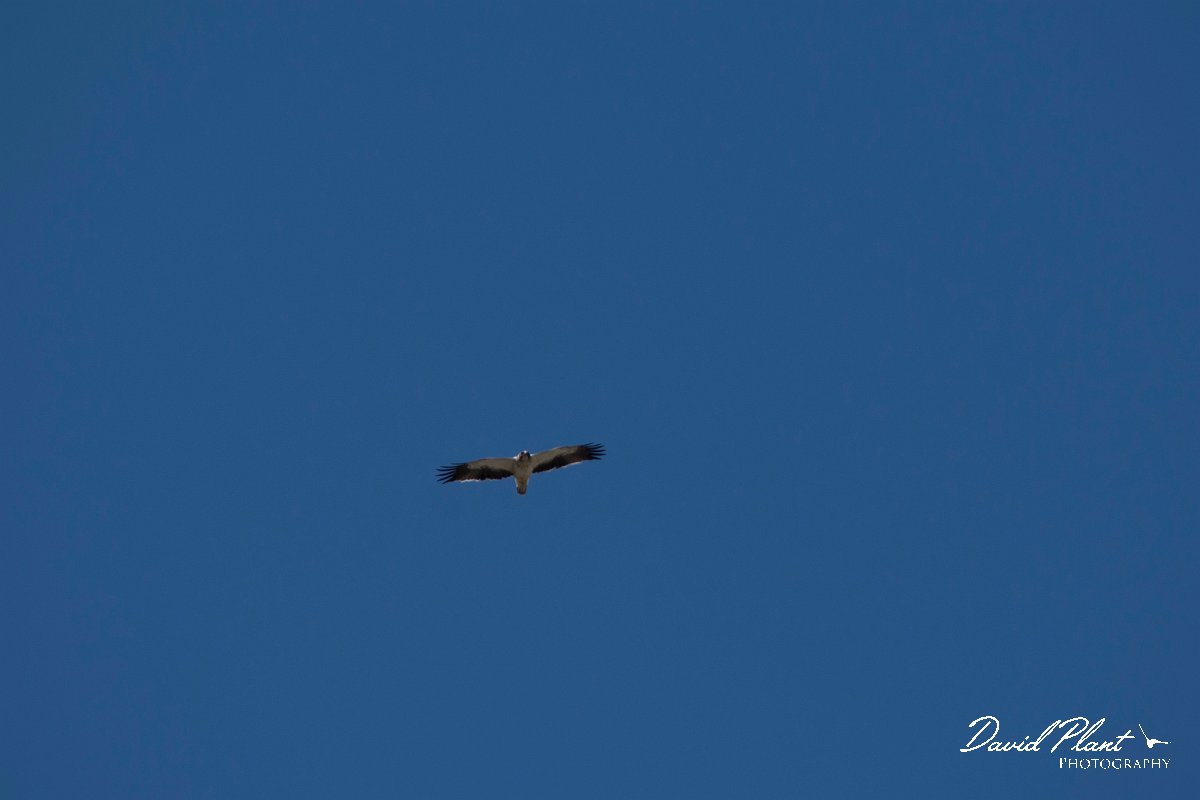 DPPhotography - Mallorca - Booted eagle - A.jpg - Booted eagle - Cuber Reservoir, Mallorca